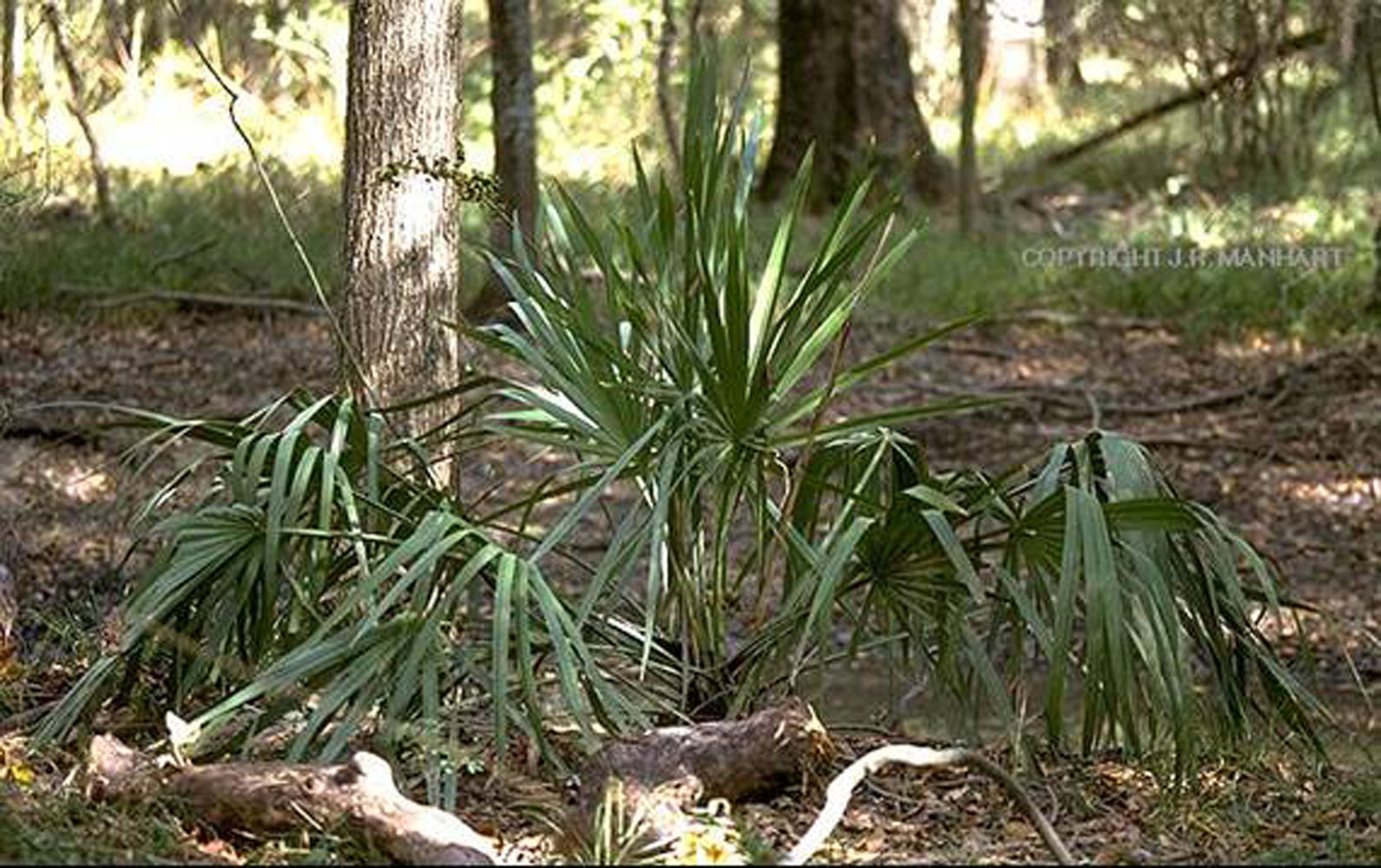 Hardy Palms and Cycads for Mississippi Mississippi State University